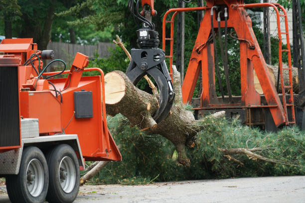 Best Root Management and Removal  in Highland Village, TX